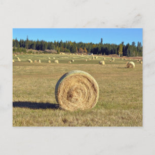 Bales of hay on farm postcard