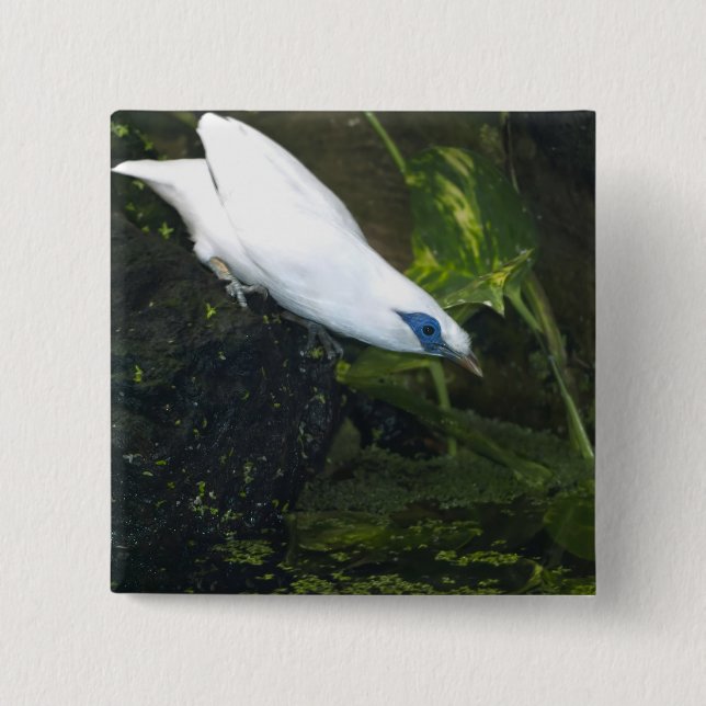 Bali Myna 15 Cm Square Badge (Front)