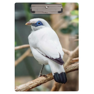 Bali Myna Bird Clipboard