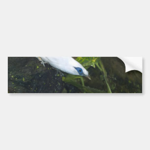 Bali Myna Bumper Sticker