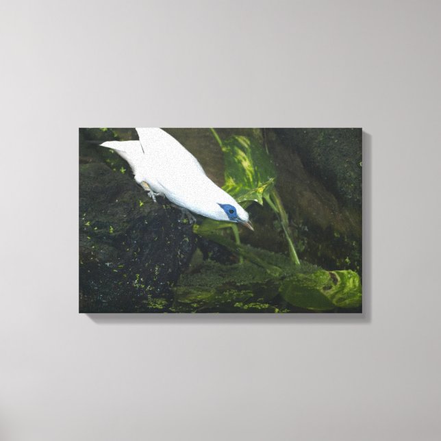 Bali Myna Canvas Print (Front)