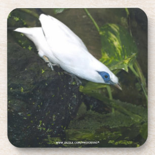 Bali Myna Coaster