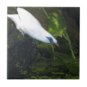 Bali Myna Tile