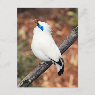 Bali Mynah Bird Photo Postcard