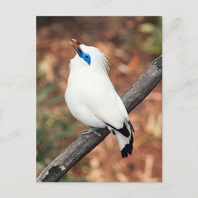 Bali Mynah Bird Photo Postcard (Front)