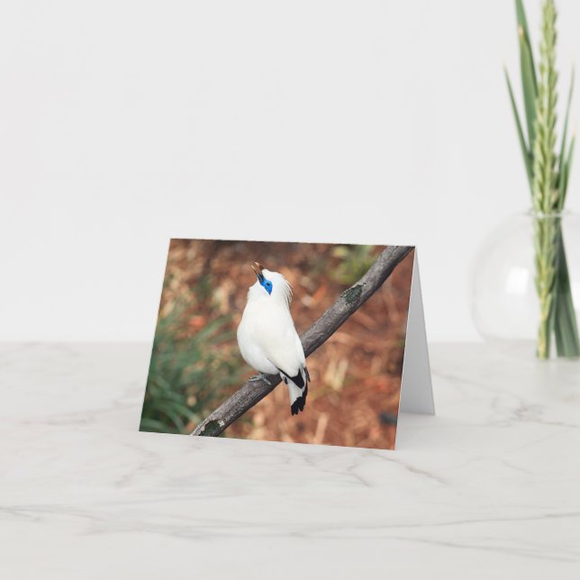 Bali Mynah Photo Folded Note Card (Front)