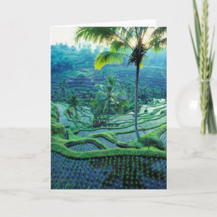 Bali   Overview Of Rice Terraces Card