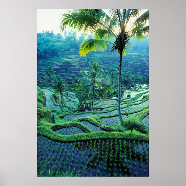 Bali | Overview Of Rice Terraces Poster (Front)