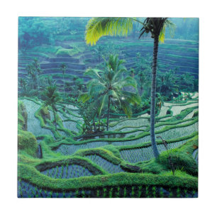 Bali   Overview Of Rice Terraces Tile