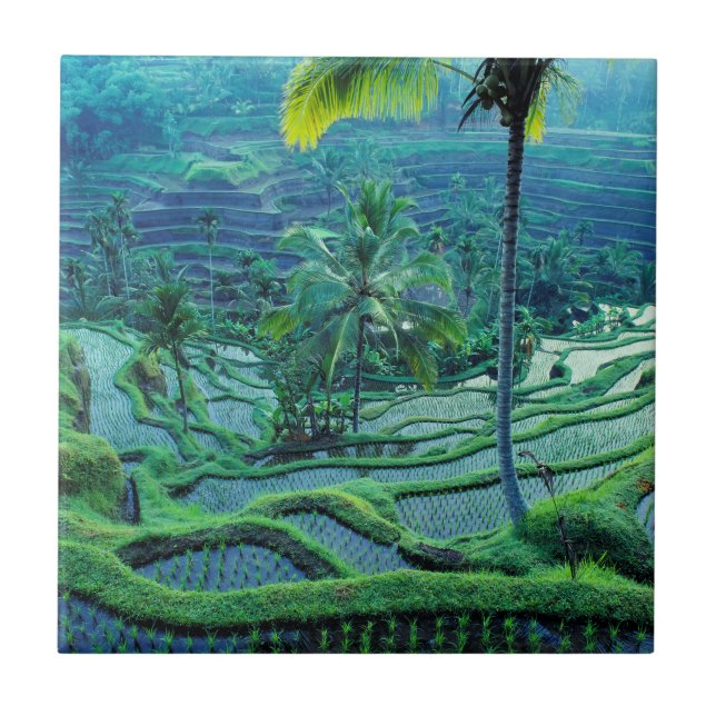 Bali | Overview Of Rice Terraces Tile (Front)