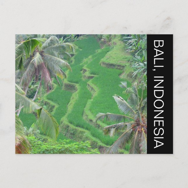 bali rice terraces postcard (Front)