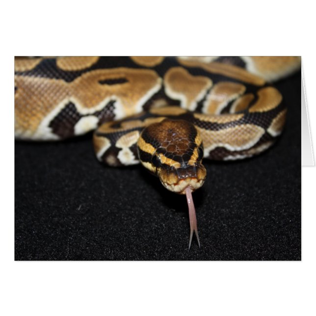 Ball Python Card (Front Horizontal)