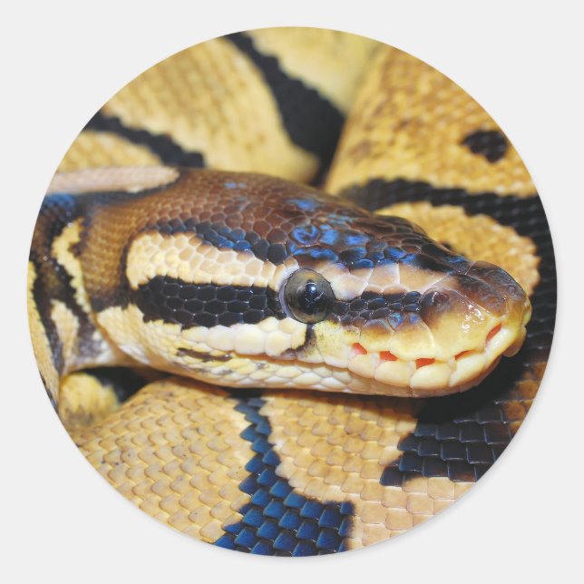 Ball Python Coiled, Closeup of Face Classic Round Sticker (Front)