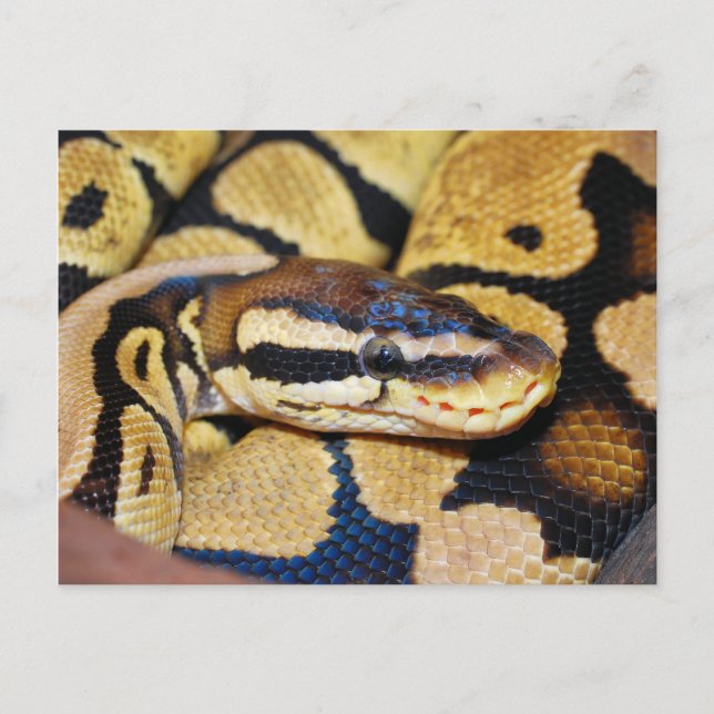 Ball Python, Coiled, Face Postcard (Front)