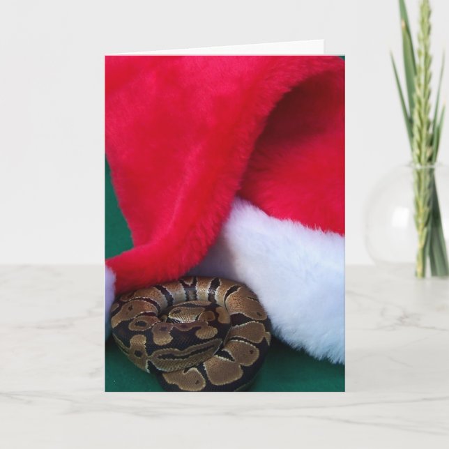Ball Python next to Santa Hat, snake Christmas Holiday Card (Front)