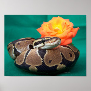 Ball python picture with orange rose green back poster