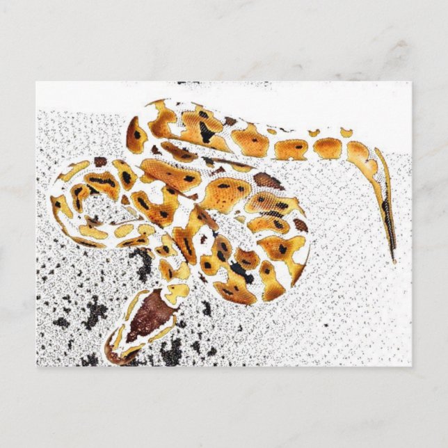 Ball Python Postcard (Front)