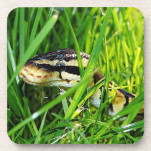 Ball Python Snake in the Grass Coaster