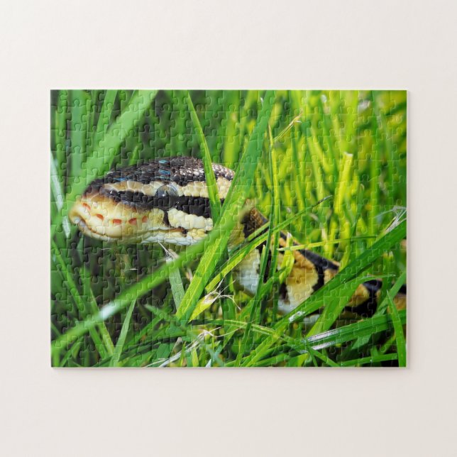 Ball Python Snake in the Grass Jigsaw Puzzle (Horizontal)