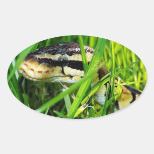 Ball Python Snake in the Grass Oval Sticker