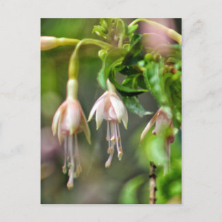 Ballerina flower postcard