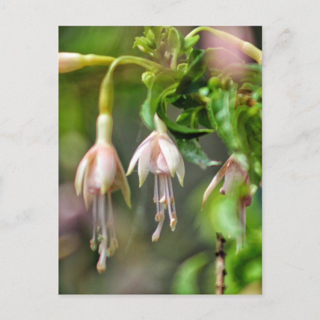 Ballerina flower postcard (Front)