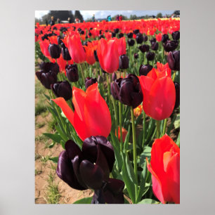 Ballerina & Queen of the Night Tulips Poster