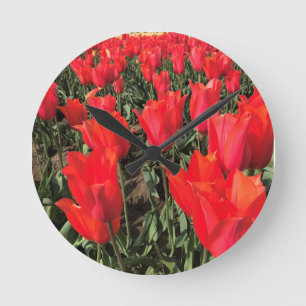 Ballerina Tulips, Oregon Round Clock