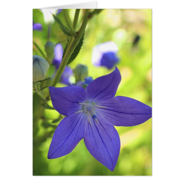 Balloon Flower (Front)
