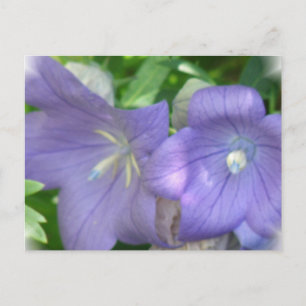 Balloon Flower Blossom Postcard