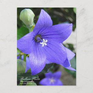 Balloon Flower :Postcard Postcard