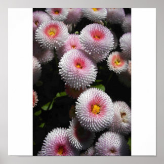 balls of pink poster