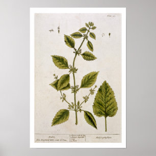 Balm, plate 27 from 'A Curious Herbal', published Poster