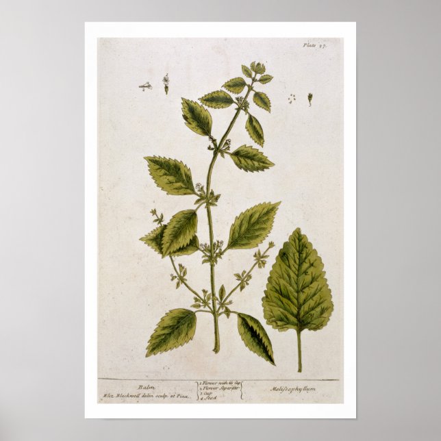 Balm, plate 27 from 'A Curious Herbal', published Poster (Front)