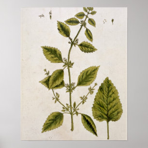Balm, plate 27 from 'A Curious Herbal', published Poster