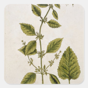 Balm, plate 27 from 'A Curious Herbal', published Square Sticker