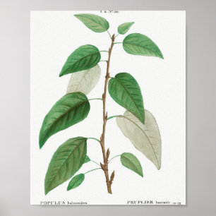 Balsam poplar (Populus balsamifera) from Traite de Poster
