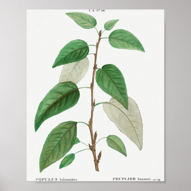 Balsam poplar (Populus balsamifera) from Traite de Poster (Front)