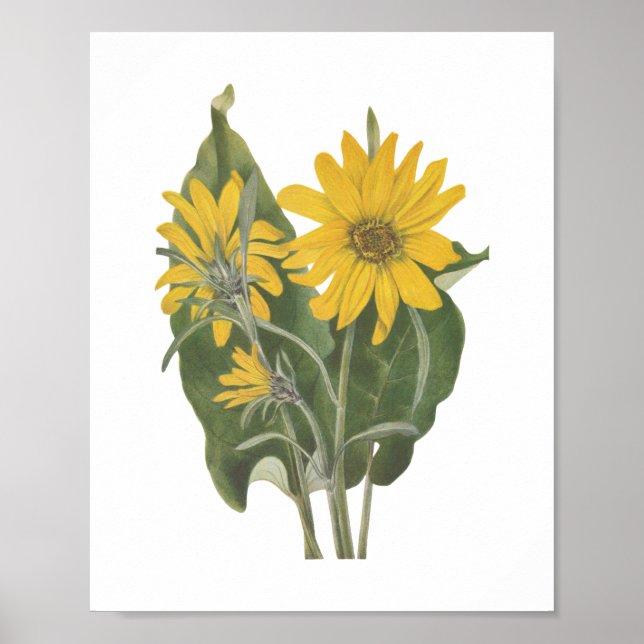 Balsam Root Wildflower Poster (Front)