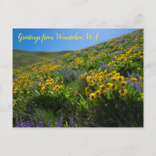 Balsamroot and Lupine at Sage Hills Wenatchee, WA Postcard