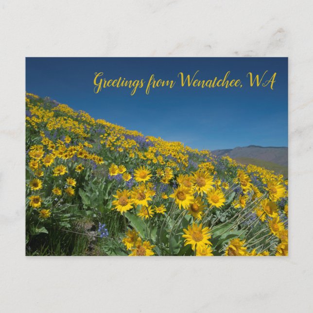 Balsamroot Bloom at Sage Hills Wenatchee, WA Postcard (Front)