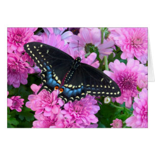 Baltimore Chequered Butterfly