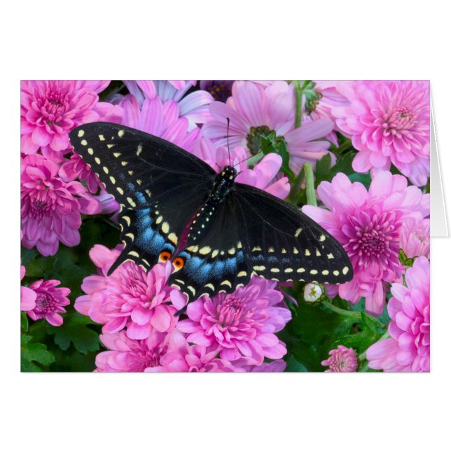 Baltimore Chequered Butterfly (Front Horizontal)