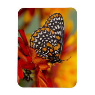 Baltimore-Chequered Butterfly Magnet