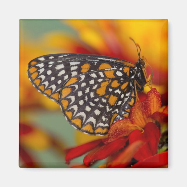 Baltimore-Chequered Butterfly Magnet (Front)