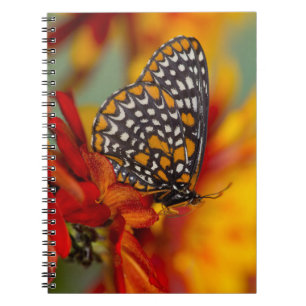 Baltimore-Chequered Butterfly Notebook