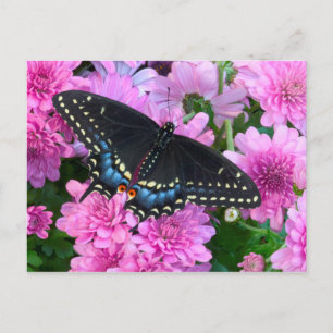 Baltimore Chequered Butterfly Postcard