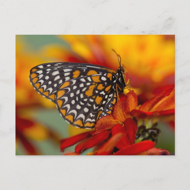 Baltimore-Chequered Butterfly Postcard (Front)