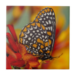 Baltimore-Chequered Butterfly Tile