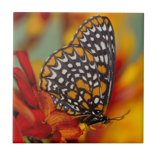 Baltimore-Chequered Butterfly Tile (Front)